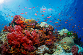 Fiji Scuba Diving Resorts & Cruises